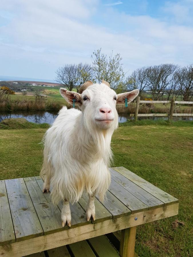 Noddfa Farm Guest House ハバーフォードウェスト エクステリア 写真